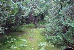 Preserving the Forests of the Great Lakes | Ontario, Canada