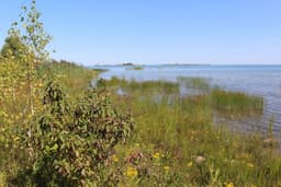 Preserving the Forests of the Great Lakes | Ontario, Canada