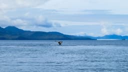 Klawock Heenya Forestry Project | Prince of Wales Island, Alaska