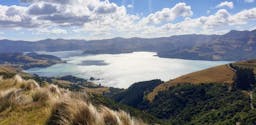 Banks Peninsula Forever Forest | Banks Peninsula, Canterbury