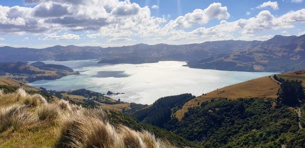 Banks Peninsula Forever Forest