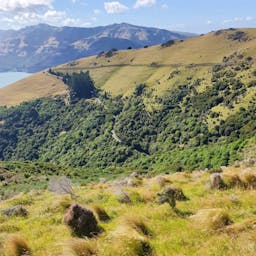 Banks Peninsula Forever Forest | Banks Peninsula, Canterbury