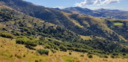 Banks Peninsula Forever Forest | Banks Peninsula, Canterbury