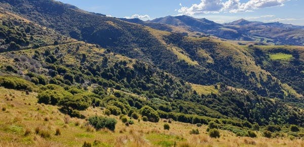 Banks Peninsula Forever Forest