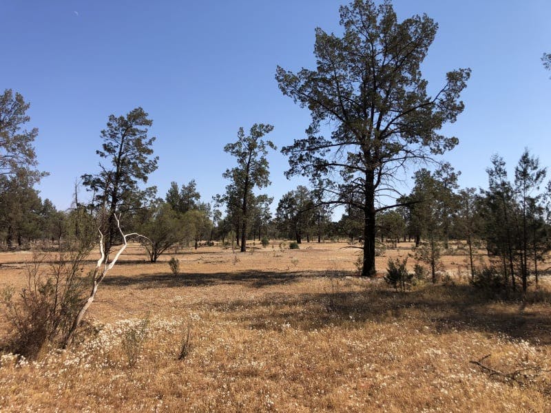 Darling River Conservation Initiative Site #8