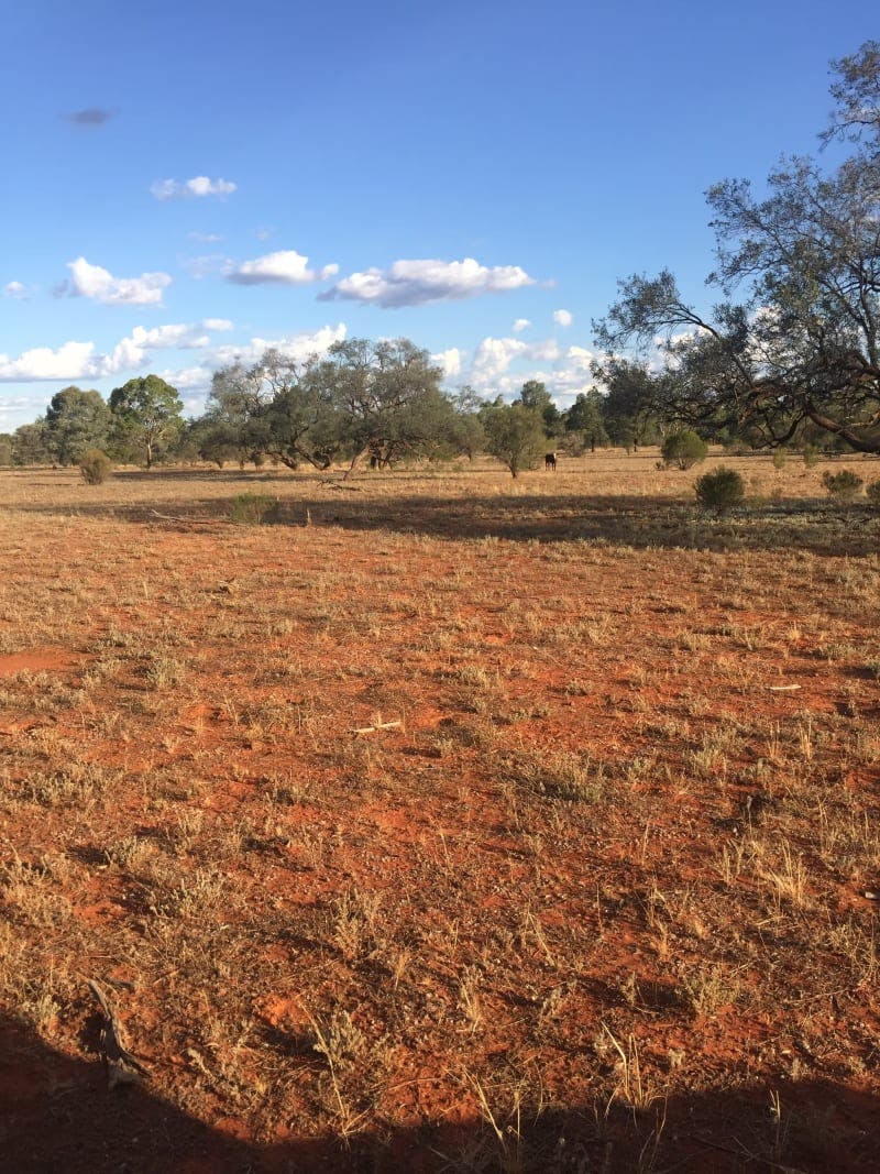 Darling River Conservation Initiative Site #8