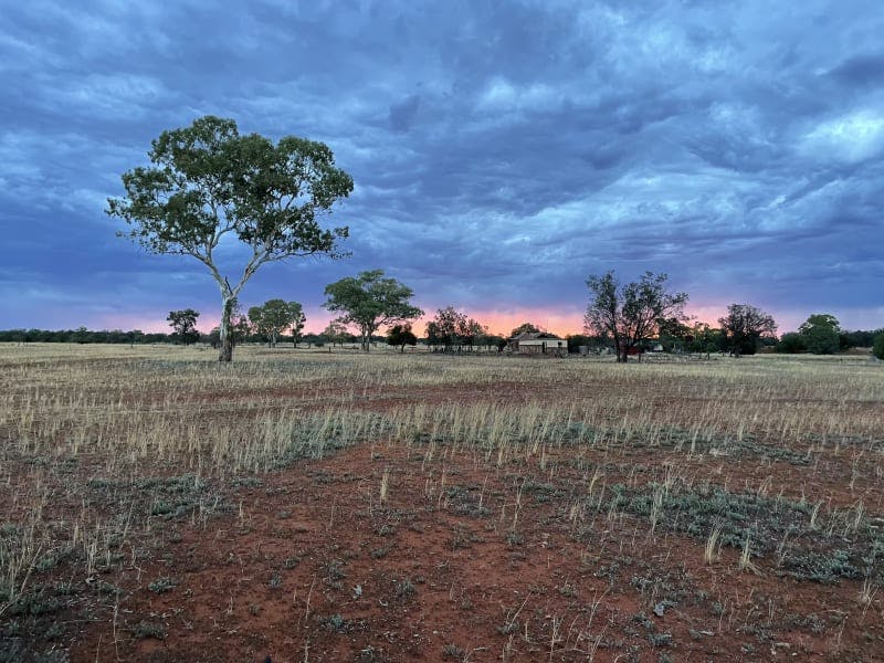 Darling River Conservation Initiative Site #8