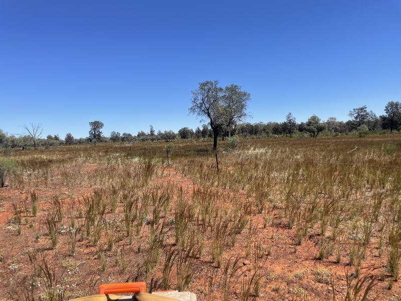 Darling River Conservation Initiative Site #8