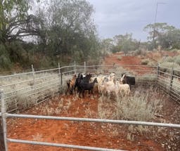 Darling River Conservation Initiative Site #8 | Cobar, New South Wales, Australia