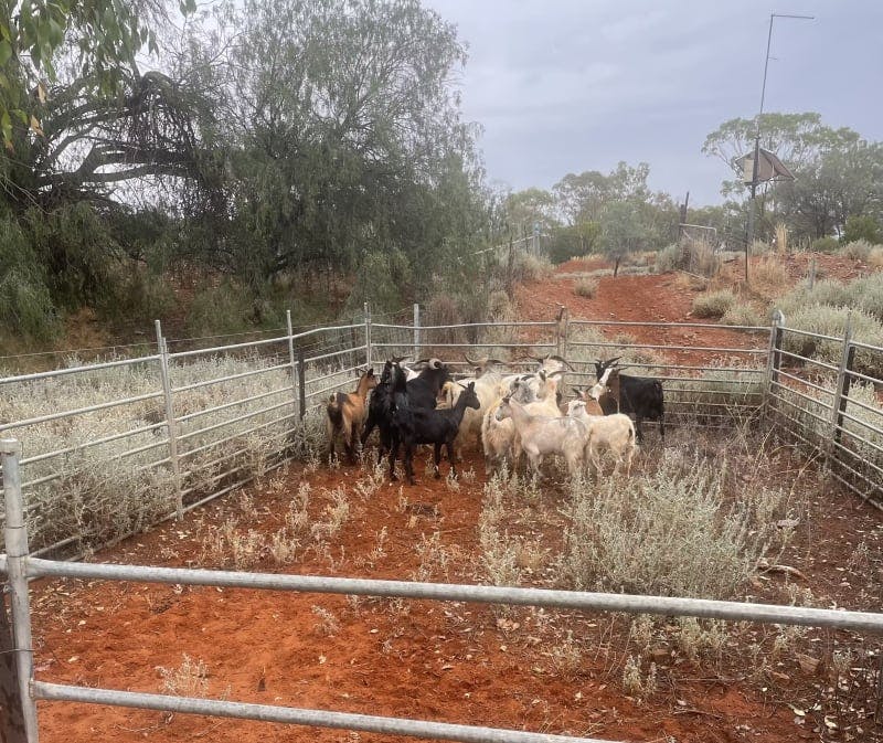 Darling River Conservation Initiative Site #8