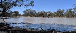 Kaleno Human-Induced Regeneration Project | Cobar, NSW, Australia