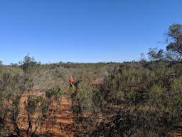 Kaleno Human-Induced Regeneration Project | Cobar, NSW, Australia