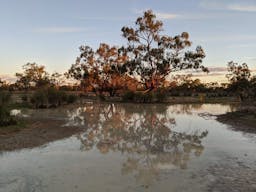 Kaleno Human-Induced Regeneration Project | Cobar, NSW, Australia